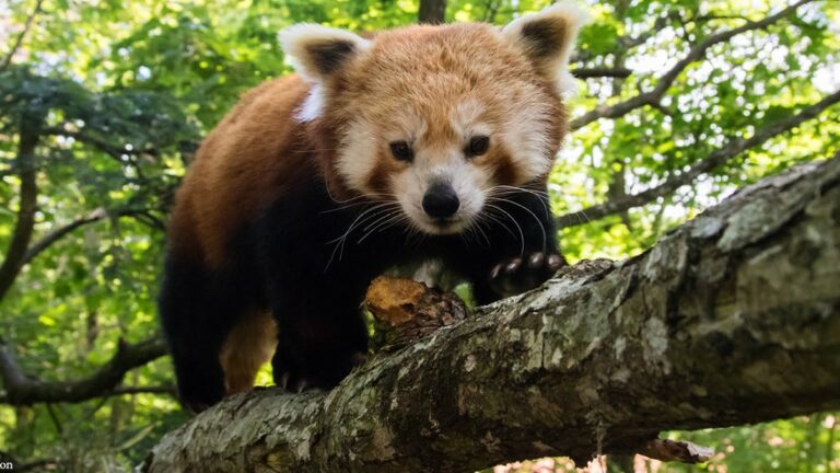 Nordens Ark Röd Panda