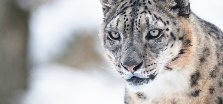 Snöleopard Vinter Nordens Ark
